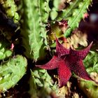 Stapelia