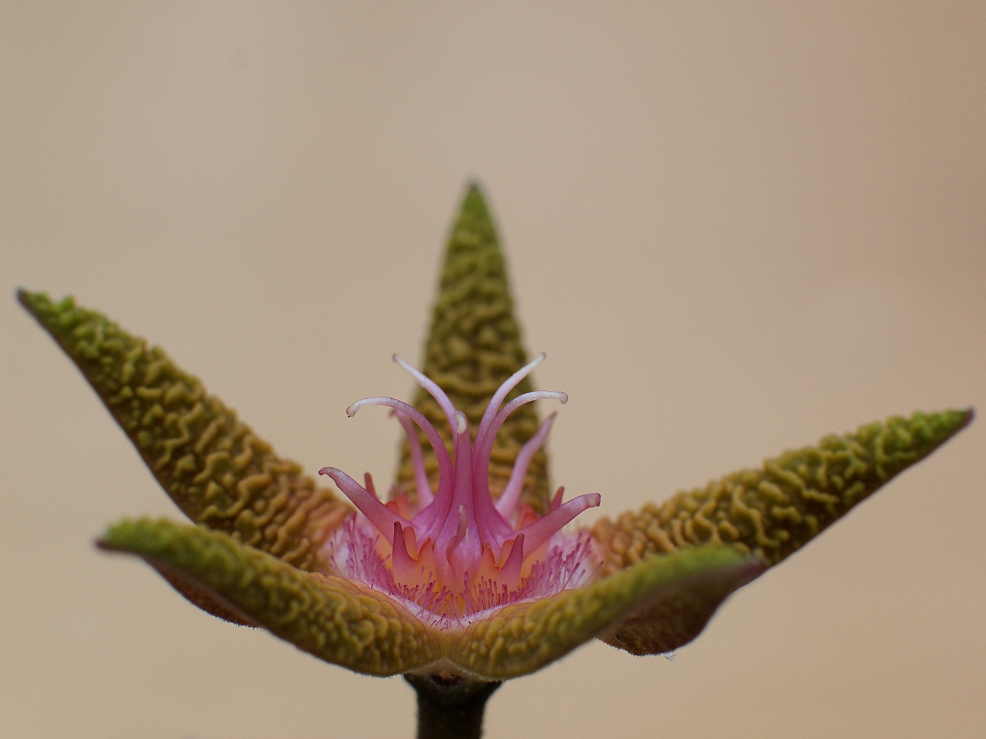 Stapelia flavopurpurea