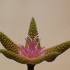 Stapelia flavopurpurea