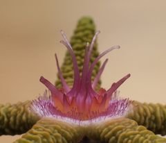 Stapelia flavopurpurea