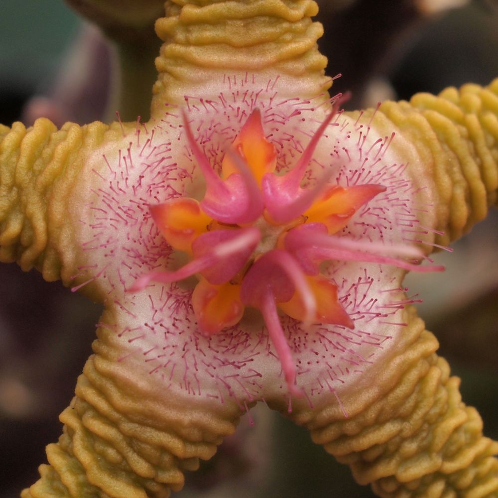 Stapelia flavopurpurea (II)