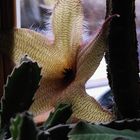 Stapelia gigantea - Aasblume