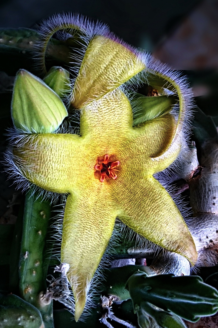 Stapelia Giganthea - Aasblume