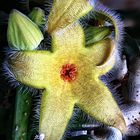 Stapelia Giganthea - Aasblume