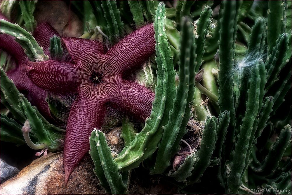 Stapelia Grandiflora  