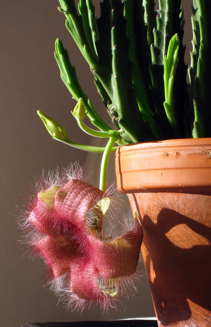 Stapelia grandiflora - Aasblume ...