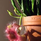 Stapelia grandiflora - Aasblume ...