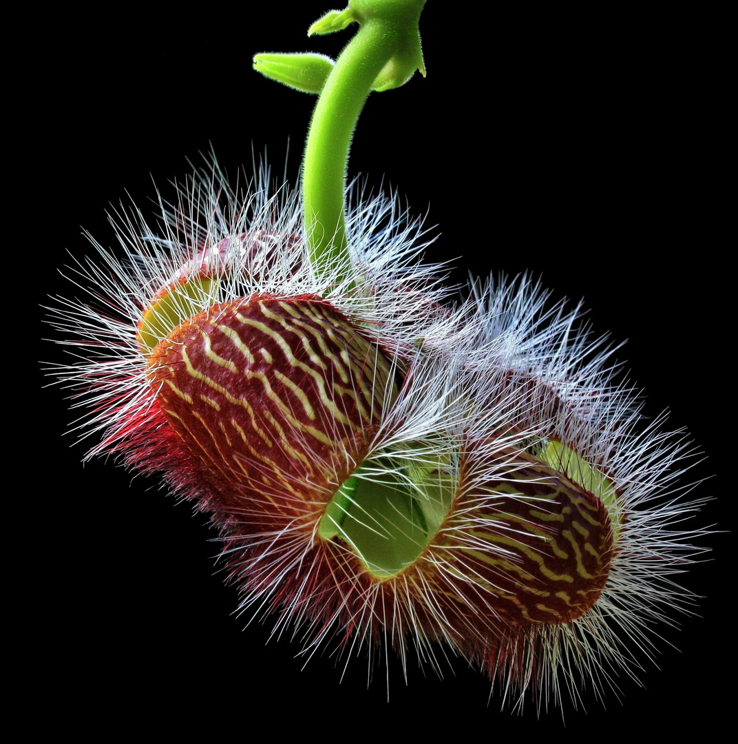 Stapelia haemanthus