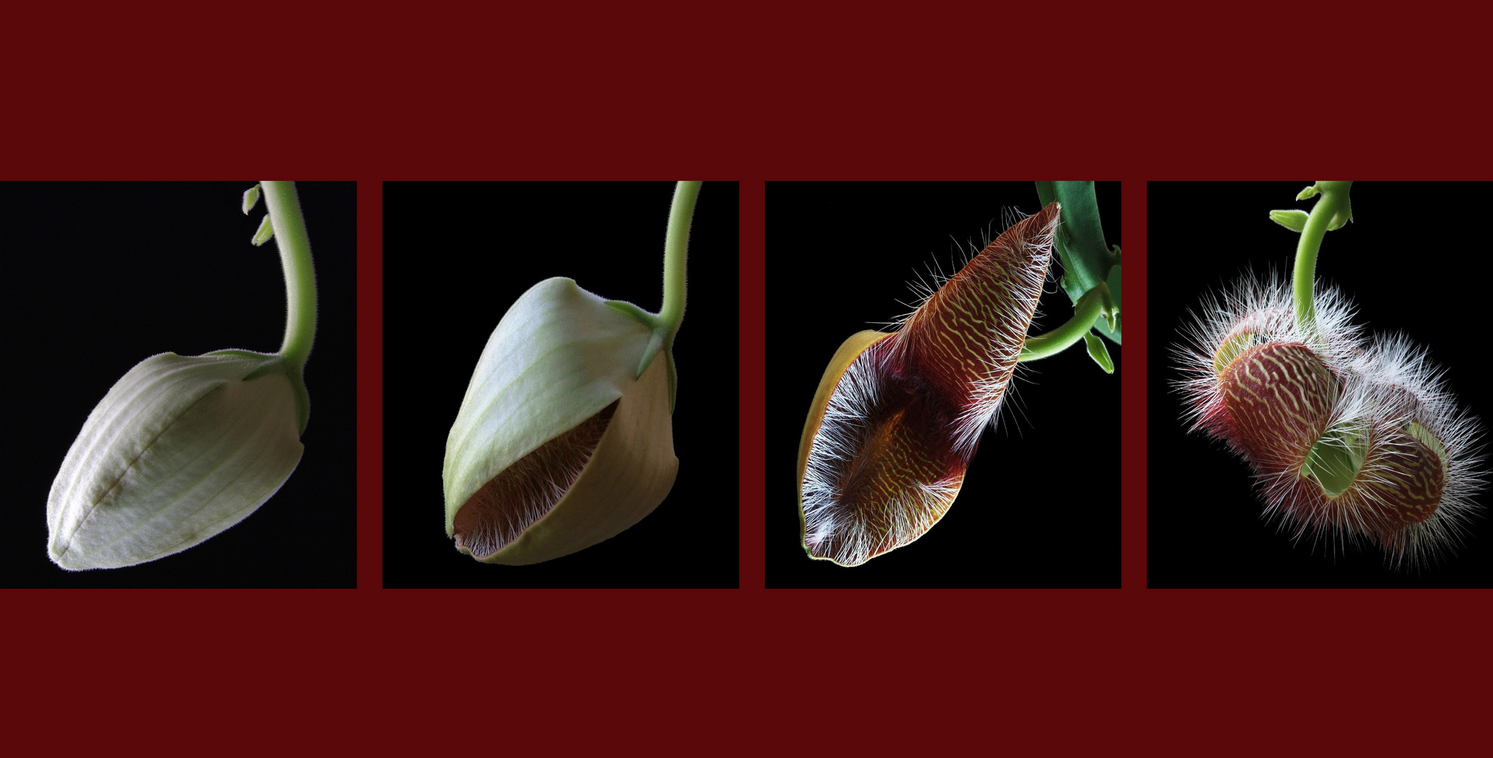 Stapelia in Aufbruchstimmung