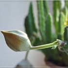 Stapelia is going to bloom.