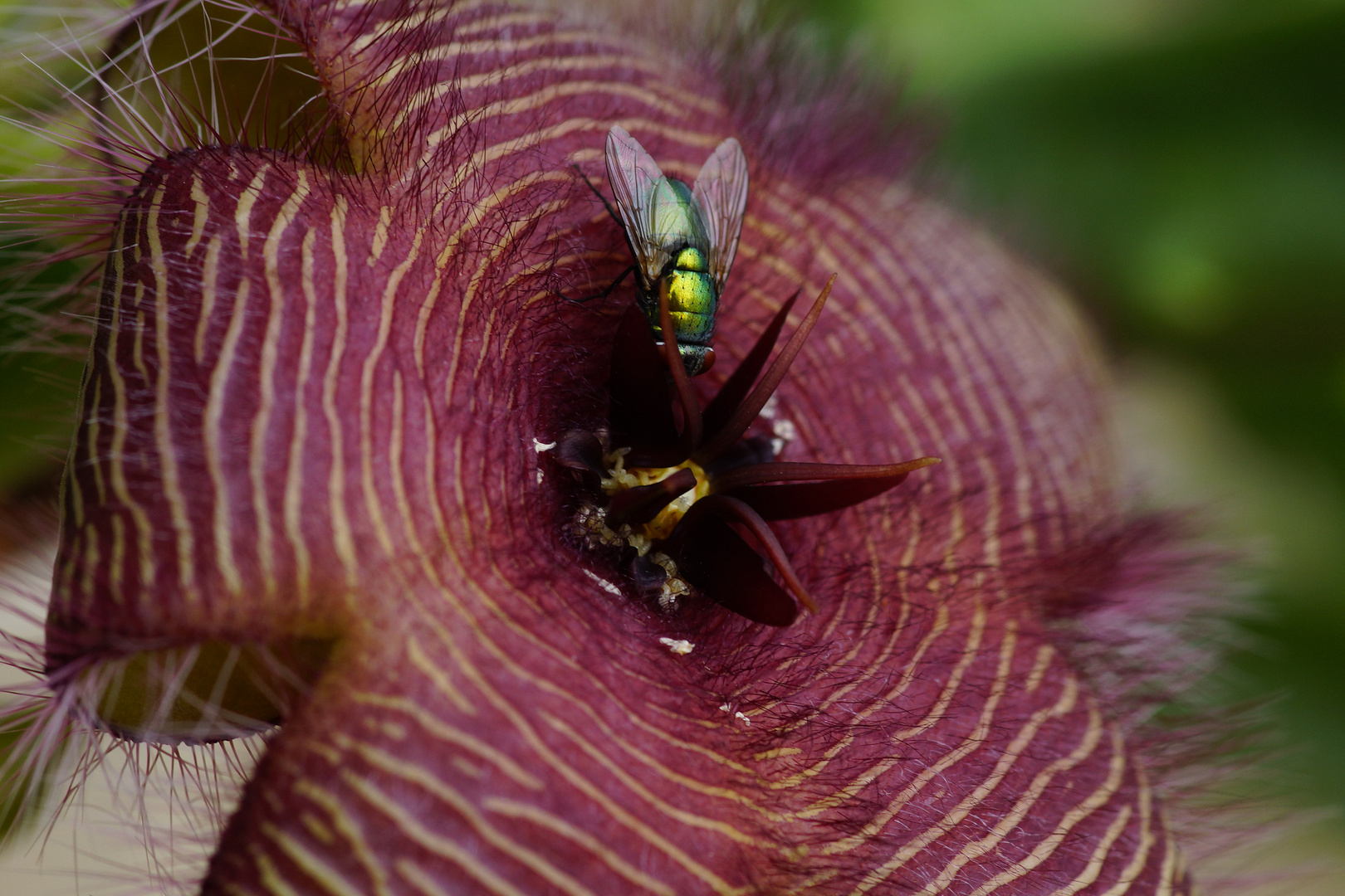 Stapelia mit Fliege