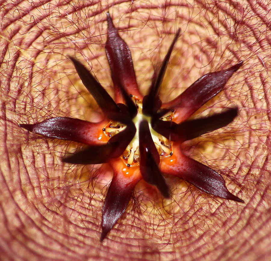 Stapelia orbea, nehme ich an...