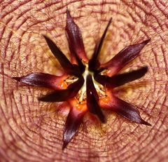 Stapelia orbea, nehme ich an...