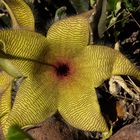 stapelia - schön sieht sie aus, mehr aber auch nicht