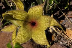 stapelia - schön sieht sie aus, mehr aber auch nicht