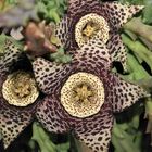 Stapelia variegata