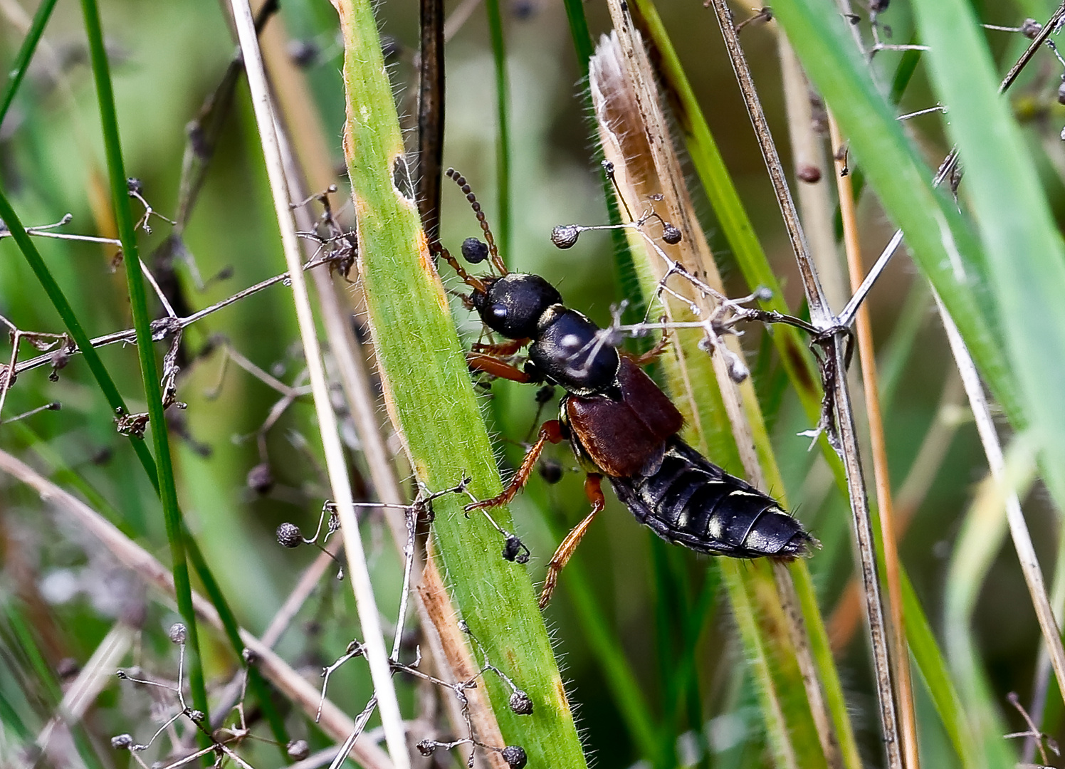 Staphylinus caesareus