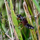 Staphylinus caesareus