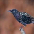 Star 01 (Sturnus vulgaris)