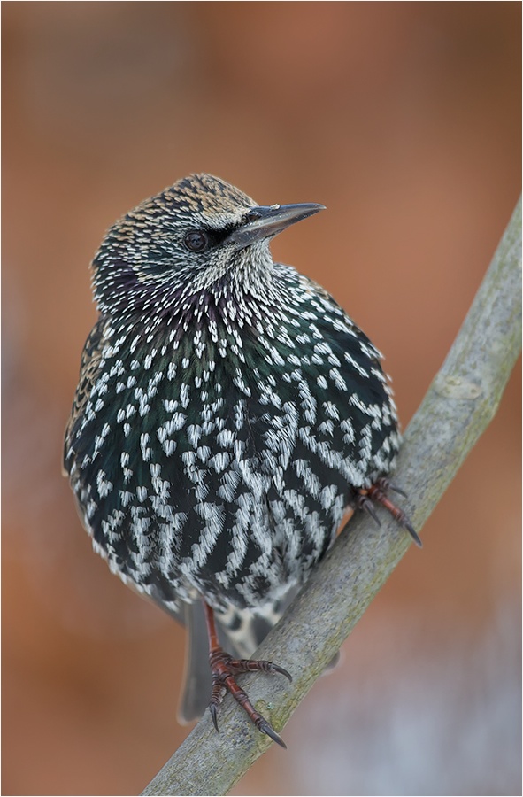 Star 02 (Sturnus vulgaris)