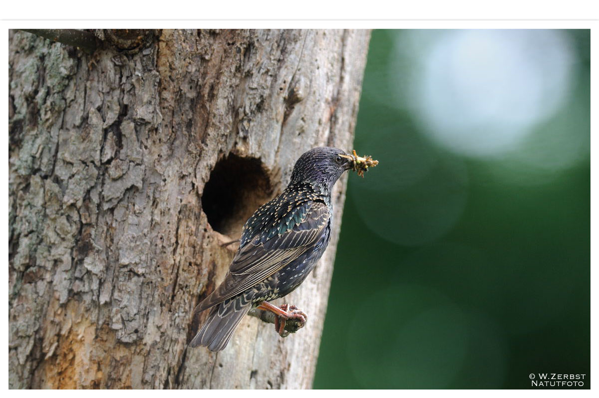 - Star 1 -   Fütterungszeit ( Sturnus vulgaris )