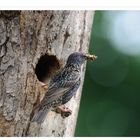 - Star 1 -   Fütterungszeit ( Sturnus vulgaris )