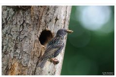 - Star 1 -   Fütterungszeit ( Sturnus vulgaris )