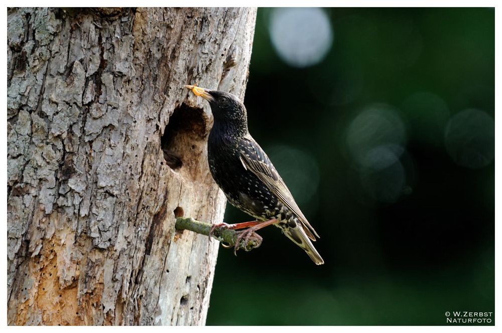 - Star 2 - Füterung von allen Seiten ( Sturnus vulgaris )