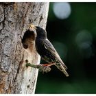 - Star 2 - Füterung von allen Seiten ( Sturnus vulgaris )