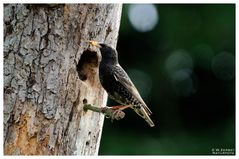 - Star 2 - Füterung von allen Seiten ( Sturnus vulgaris )