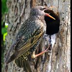 - Star 3 - ( Sturnus vulgaris )