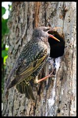 - Star 3 - ( Sturnus vulgaris )