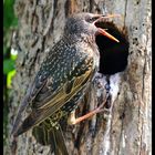 - Star 3 - ( Sturnus vulgaris )