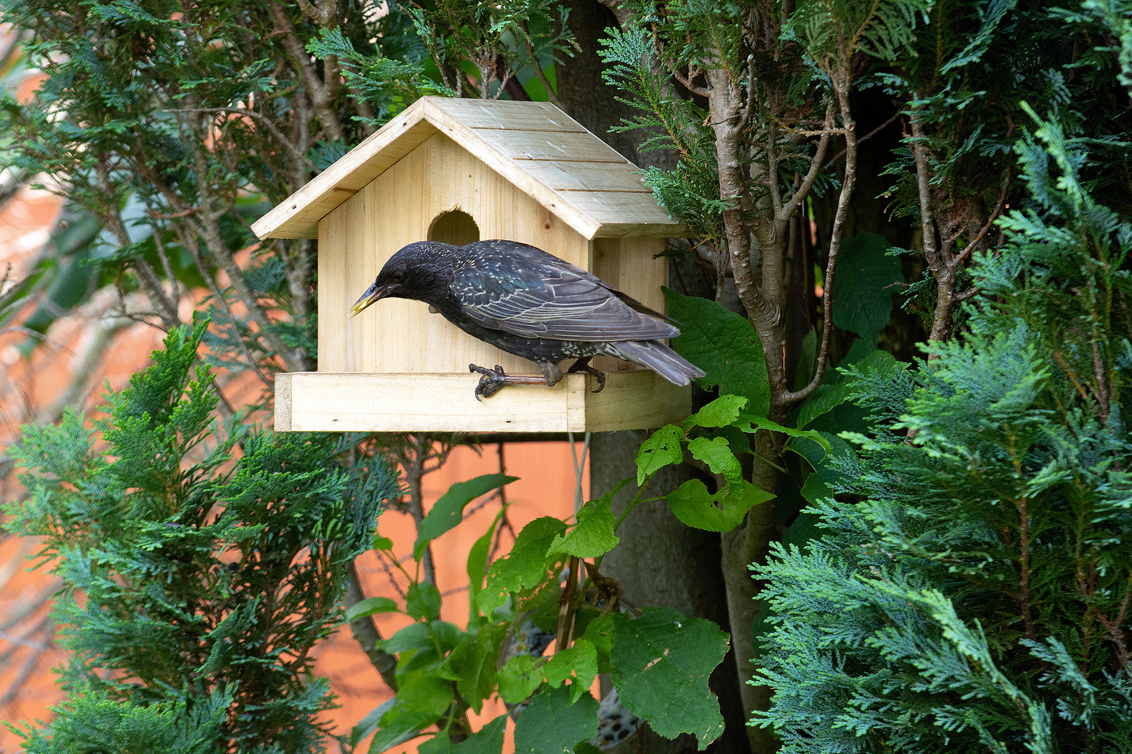 Star am Futterhaus (Sturnus vulgaris)