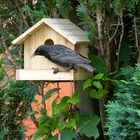 Star am Futterhaus (Sturnus vulgaris)