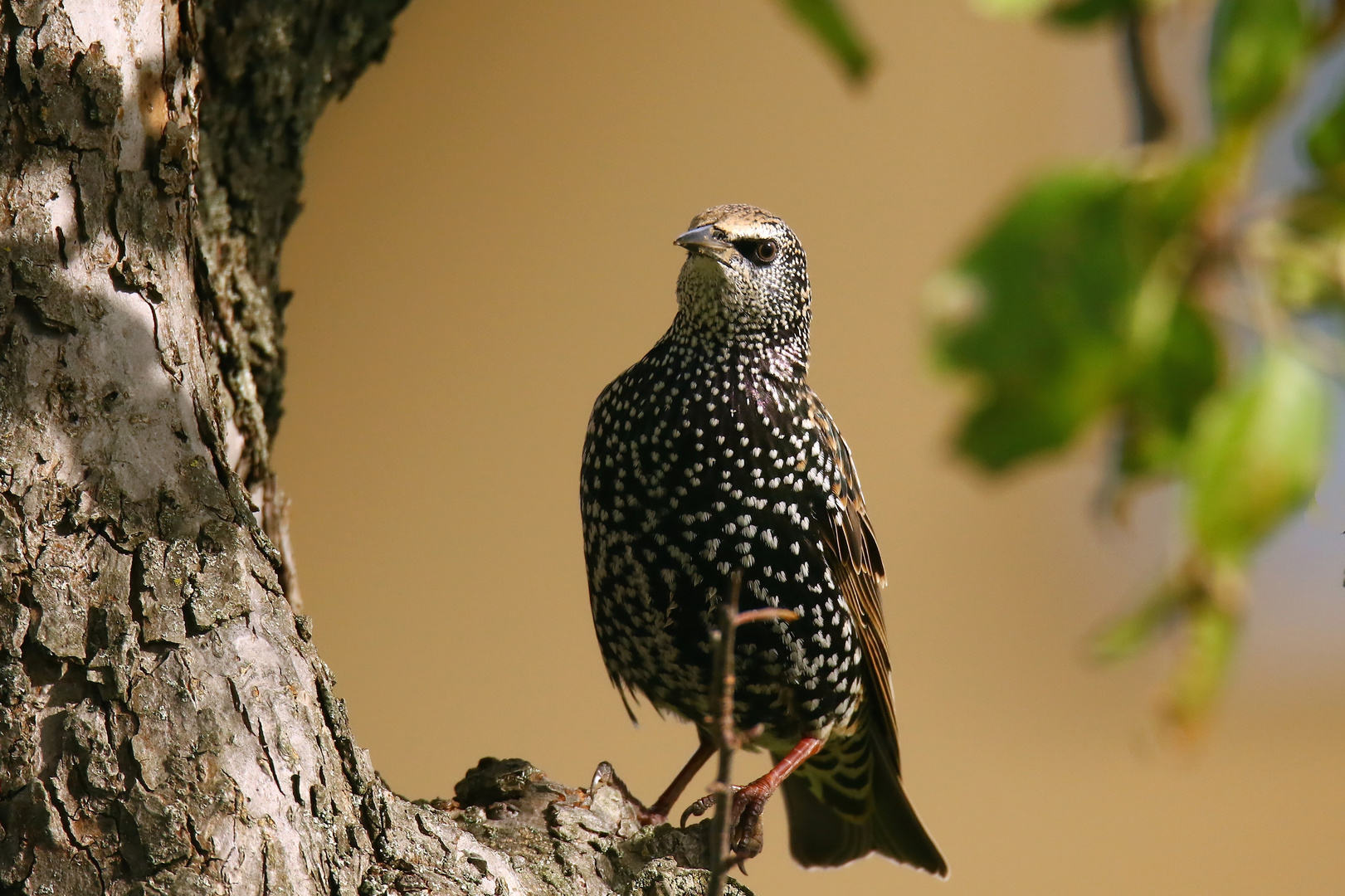 Star am Obstbaum - Kecker Blick