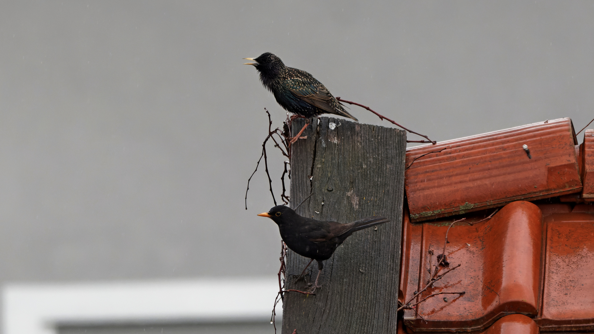 Star & Amsel