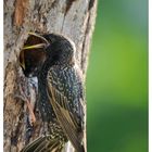 Star an seiner Bruthöhle beim füttern - ( Sturnus vulgaris )