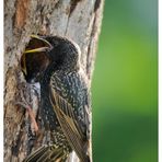 Star an seiner Bruthöhle beim füttern - ( Sturnus vulgaris )