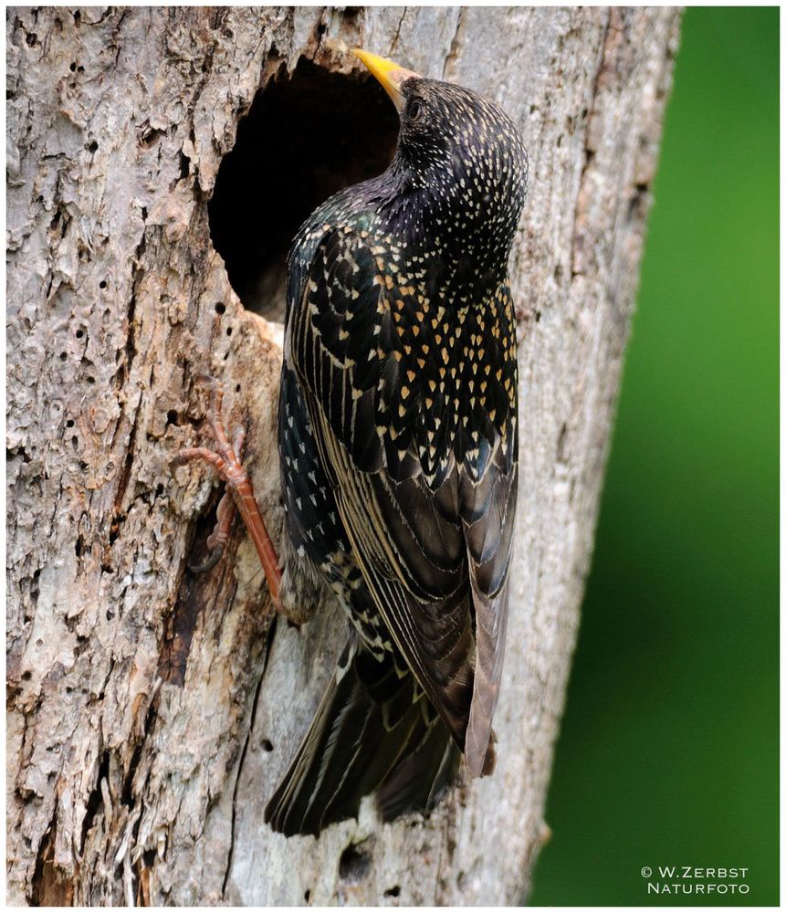 -- Star an seiner Bruthöhle -- ( Sturnus vulgaris )