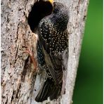 -- Star an seiner Bruthöhle -- ( Sturnus vulgaris )