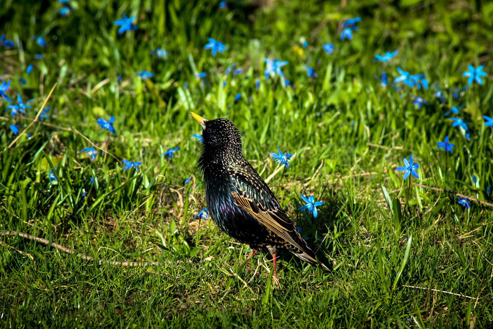 Star auf Blumenwiese