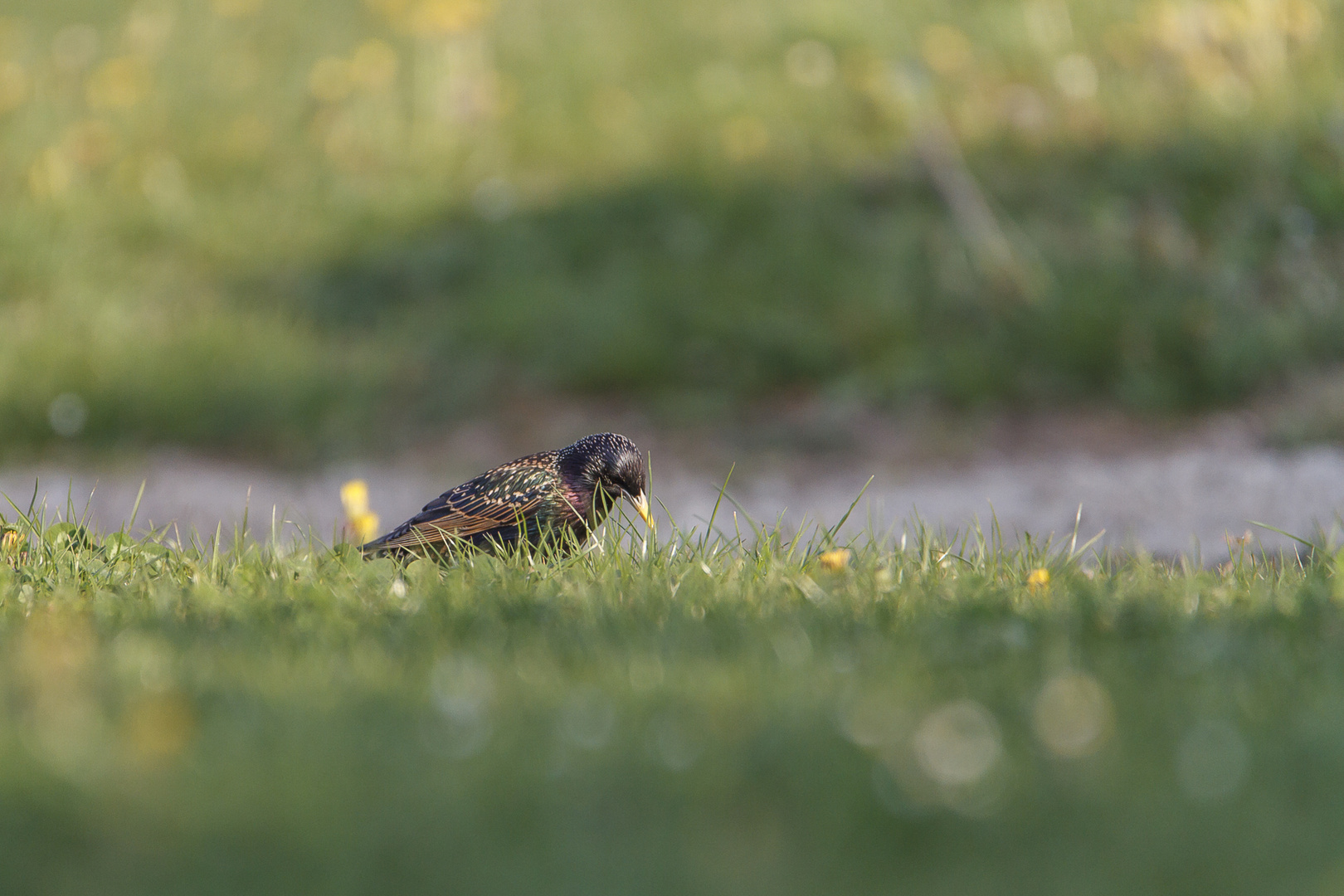 Star auf der Wiese