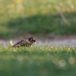 Star auf der Wiese