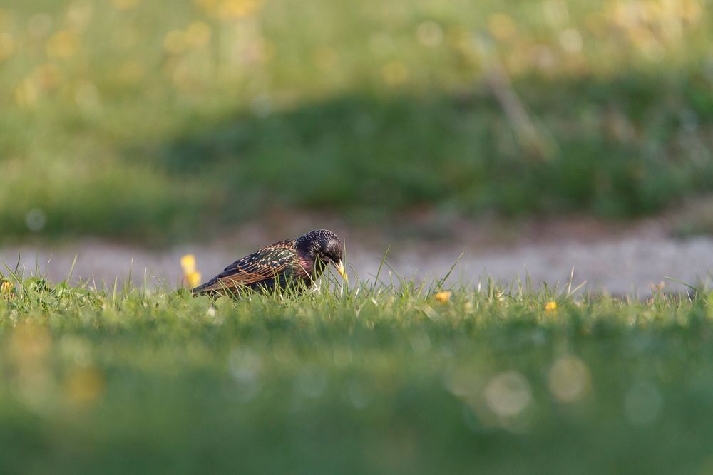 Star auf der Wiese