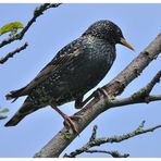 - Star auf seinem Brutbaum - ( Sturnus vulgaris )