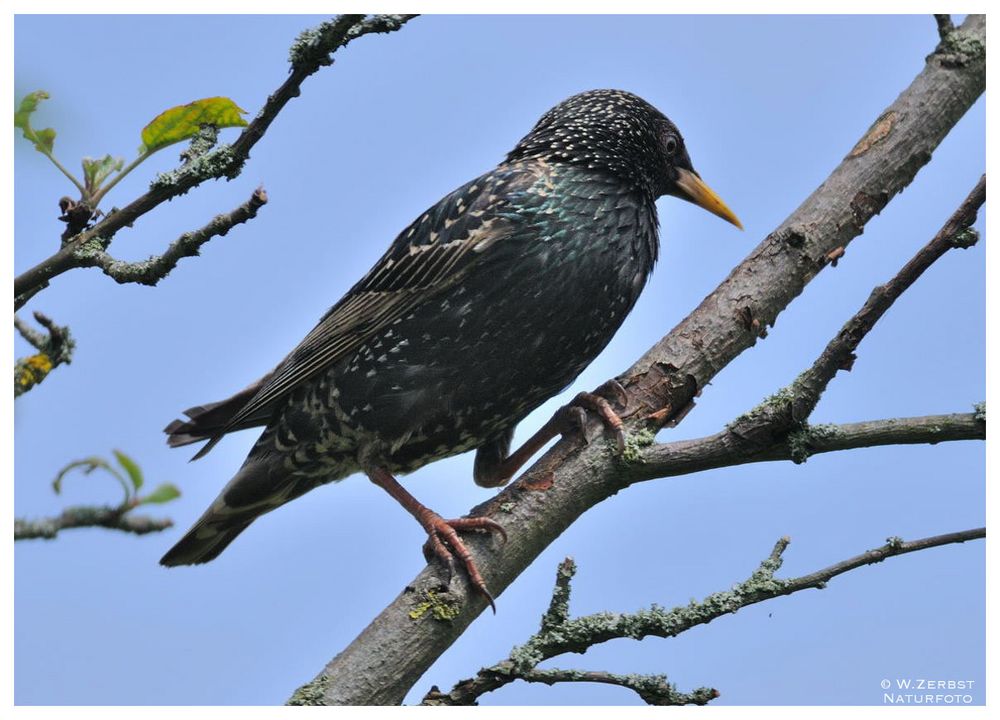 - Star auf seinem Brutbaum - ( Sturnus vulgaris )