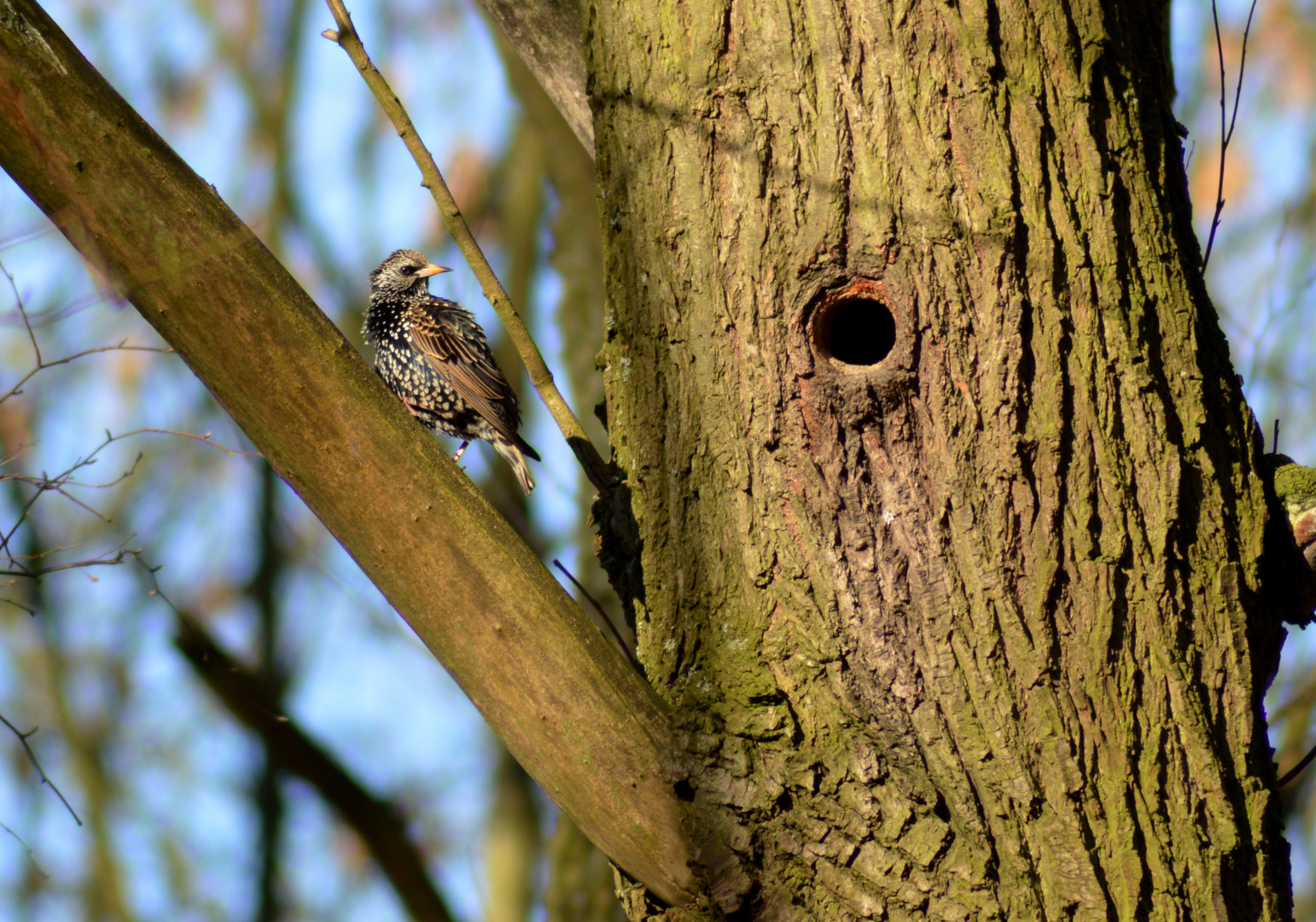 Star auf Wohnungssuche / Starling looking for a home