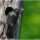 --- Star bei der Fütterung ---  ( Sturnus culgaris )