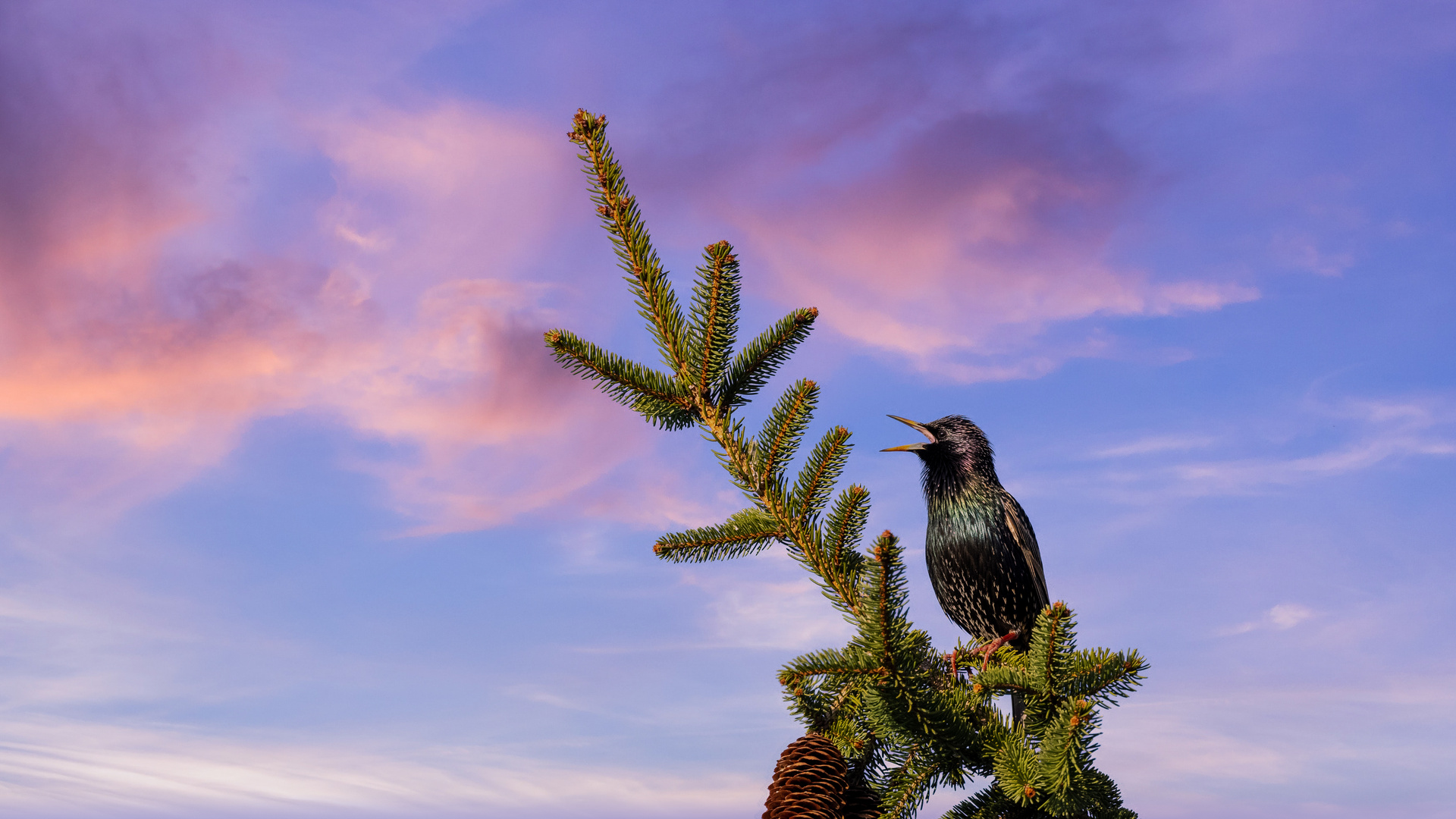 Star beim Abendgesang